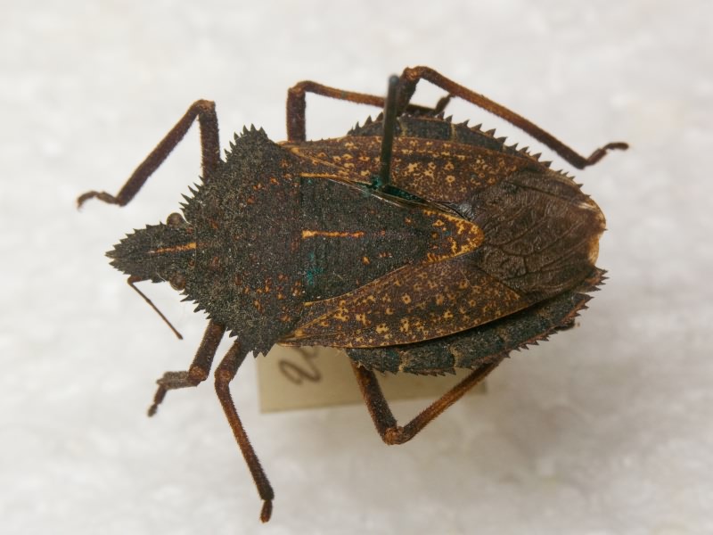 Mustha spinosula (Lefebvre, 1831)